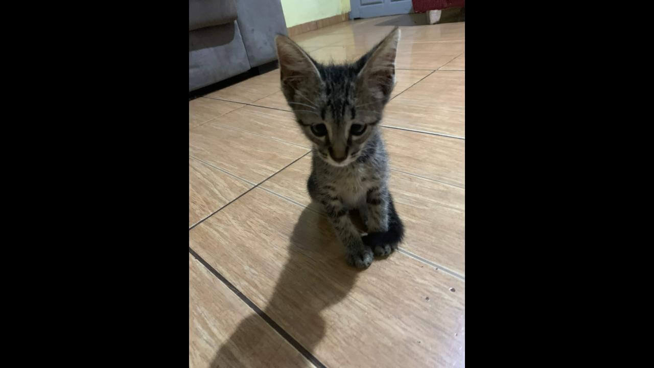 Gato é encontrado no bairro Periolo Gato é encontrado no bairro Periolo