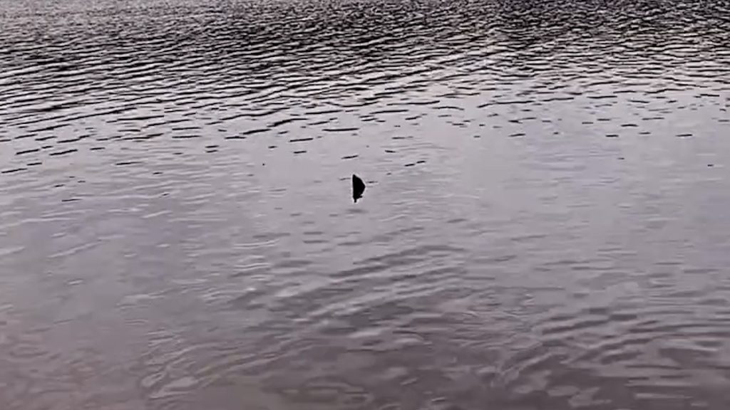 Tubarão no Lago de Cascavel? Vídeo de suposto animal viraliza