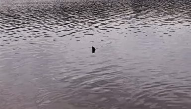 Imagem referente a Tubarão no Lago de Cascavel? Vídeo de suposto animal viraliza