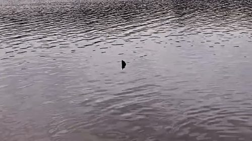 Imagem referente a Tubarão no Lago de Cascavel? Vídeo de suposto animal viraliza