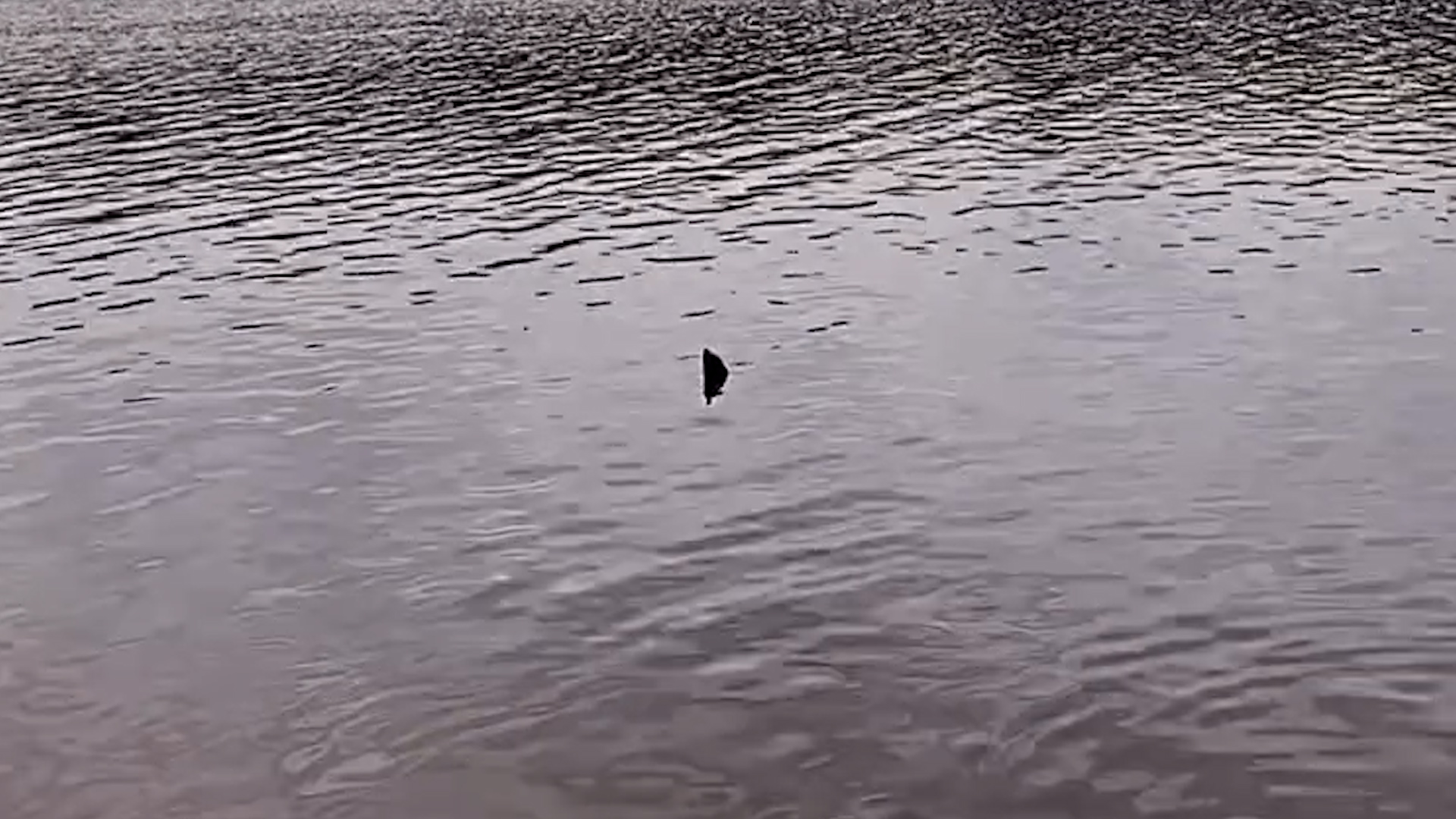 Imagem referente a Tubarão no Lago de Cascavel? Vídeo de suposto animal viraliza