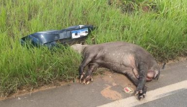 Imagem referente a Anta é encontrada morta em rodovia: para-choque de Meriva preto é a única pista