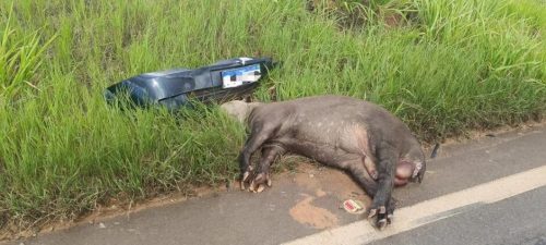 Imagem referente a Anta é encontrada morta em rodovia: para-choque de Meriva preto é a única pista