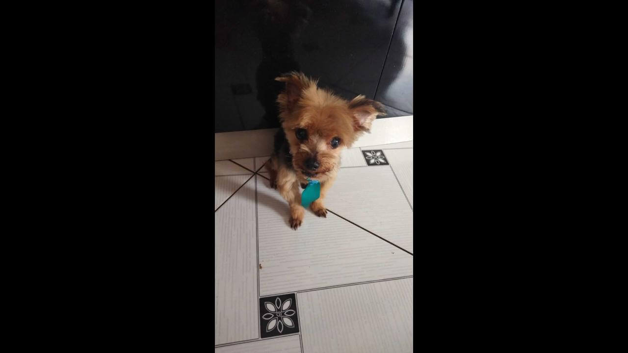Cachorro Tayo desapareceu no bairro Coqueiral Cachorro Tayo desapareceu no bairro Coqueiral