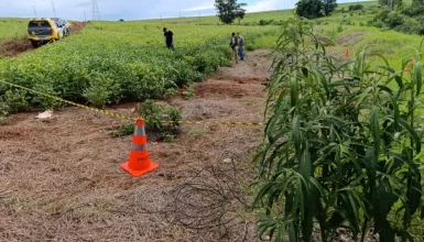 Imagem referente a Homem é encontrado morto em meio a plantação de soja em Maringá