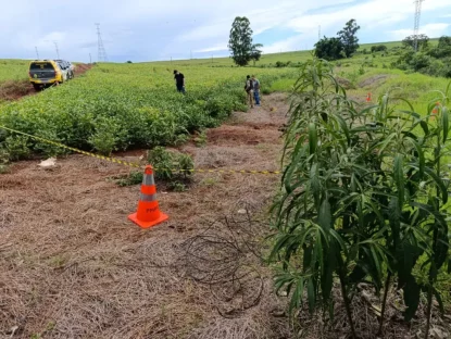 Imagem referente a Homem é encontrado morto em meio a plantação de soja em Maringá