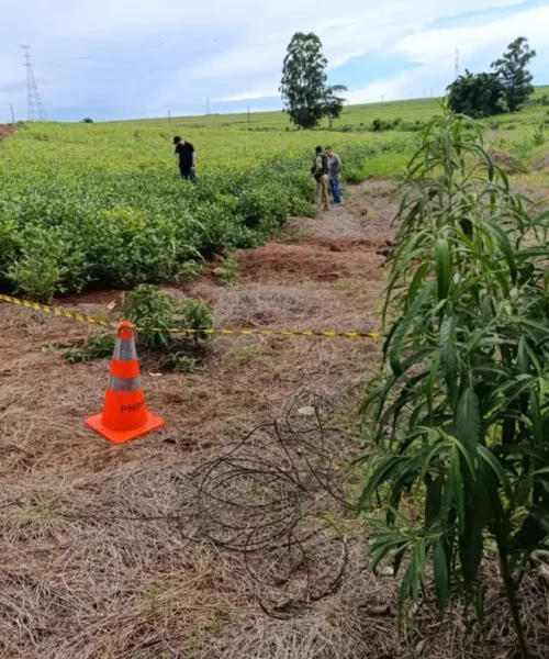 Imagem referente a Homem é encontrado morto em meio a plantação de soja em Maringá