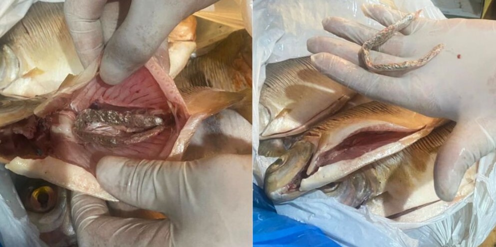 Peixe recheado com maconha: Dupla é presa tentando entrar em presídio com a droga Peixe recheado com maconha: Dupla é presa tentando entrar em presídio com a droga