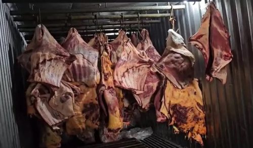 Imagem referente a Empresa vendeu 800 toneladas de carne podre submersa na enchente do RS