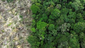 Dino dá prazo de 60 dias para Amazônia e Pantanal aderirem ao Sinaflor