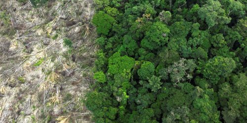 Imagem referente a Dino dá prazo de 60 dias para Amazônia e Pantanal aderirem ao Sinaflor