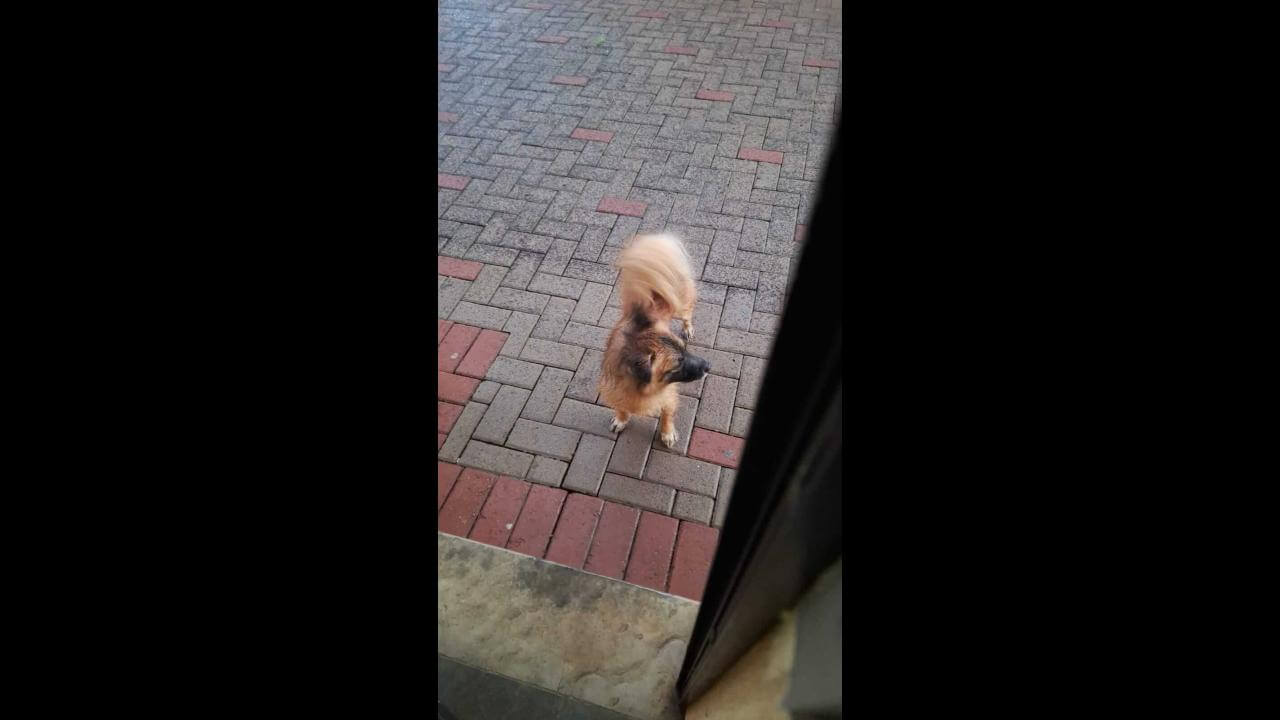 Cachorro é encontrado no bairro Cancelli
