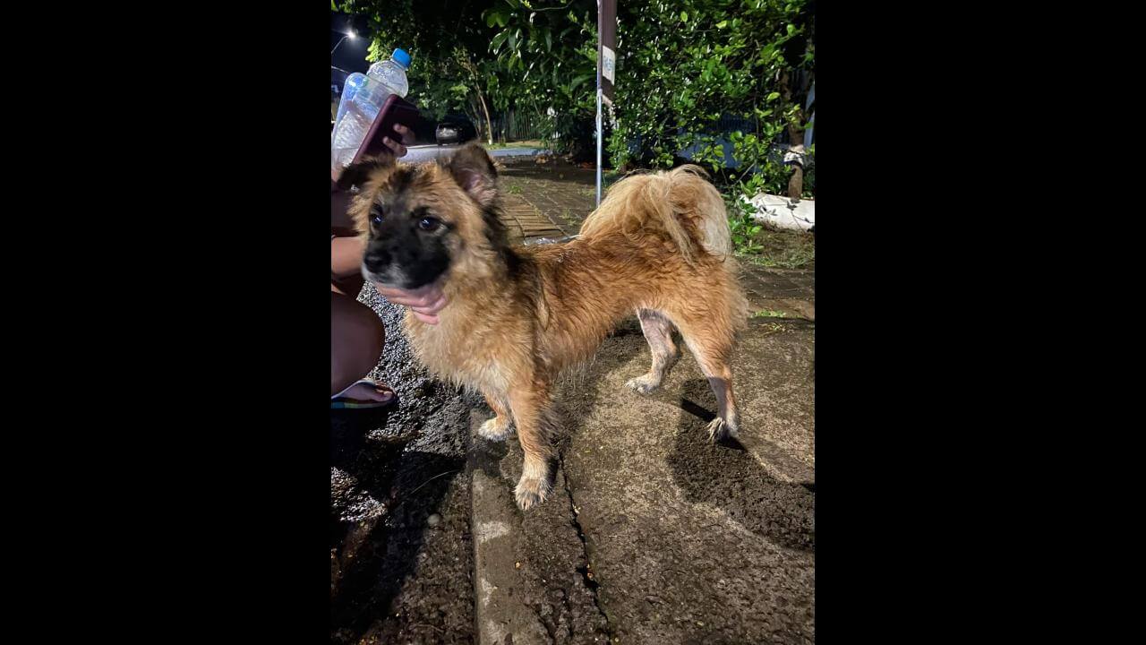 Cachorra é encontrada no bairro Cancelli