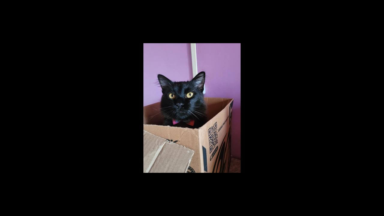 Gato desapareceu no bairro Interlagos
