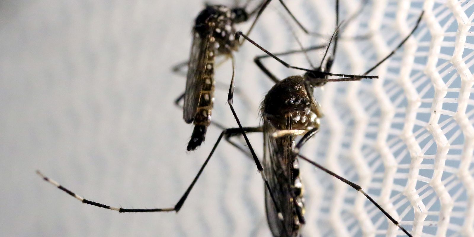 Com 265 casos positivos, chikungunya ultrapassa diagnósticos de dengue em Cascavel