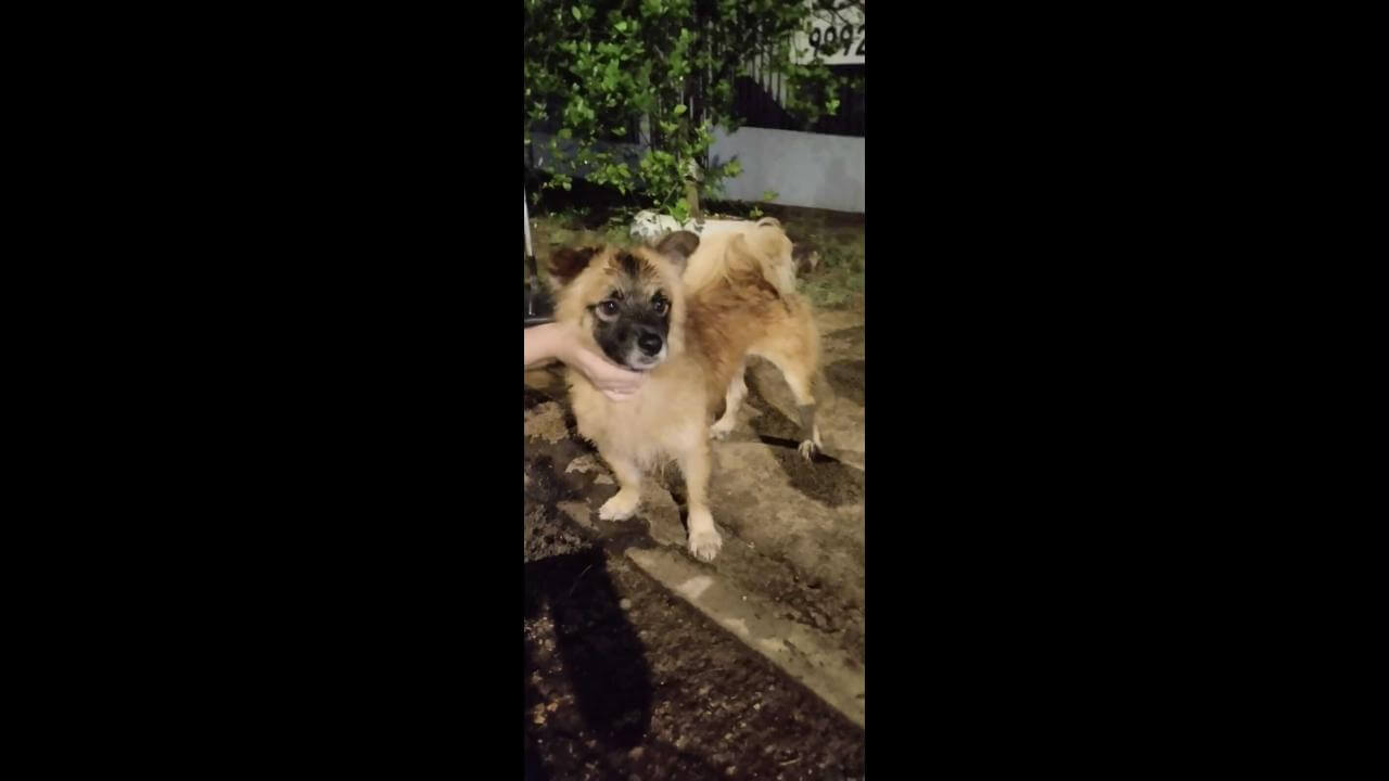 Cachorra é encontrada no bairro Cancelli