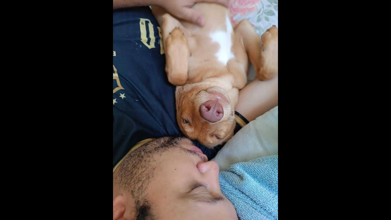 Cachorro Bisteca desapareceu no bairro 14 de Novembro