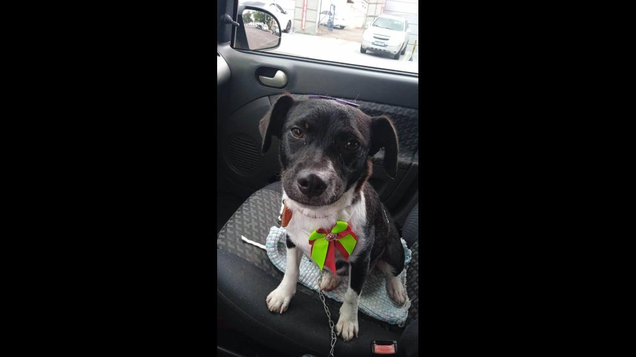 Cachorra Moly desapareceu no bairro Neva