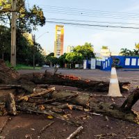 Imagem referente a Atenção: galhos bloqueiam parte da rua Goiás, no bairro Country