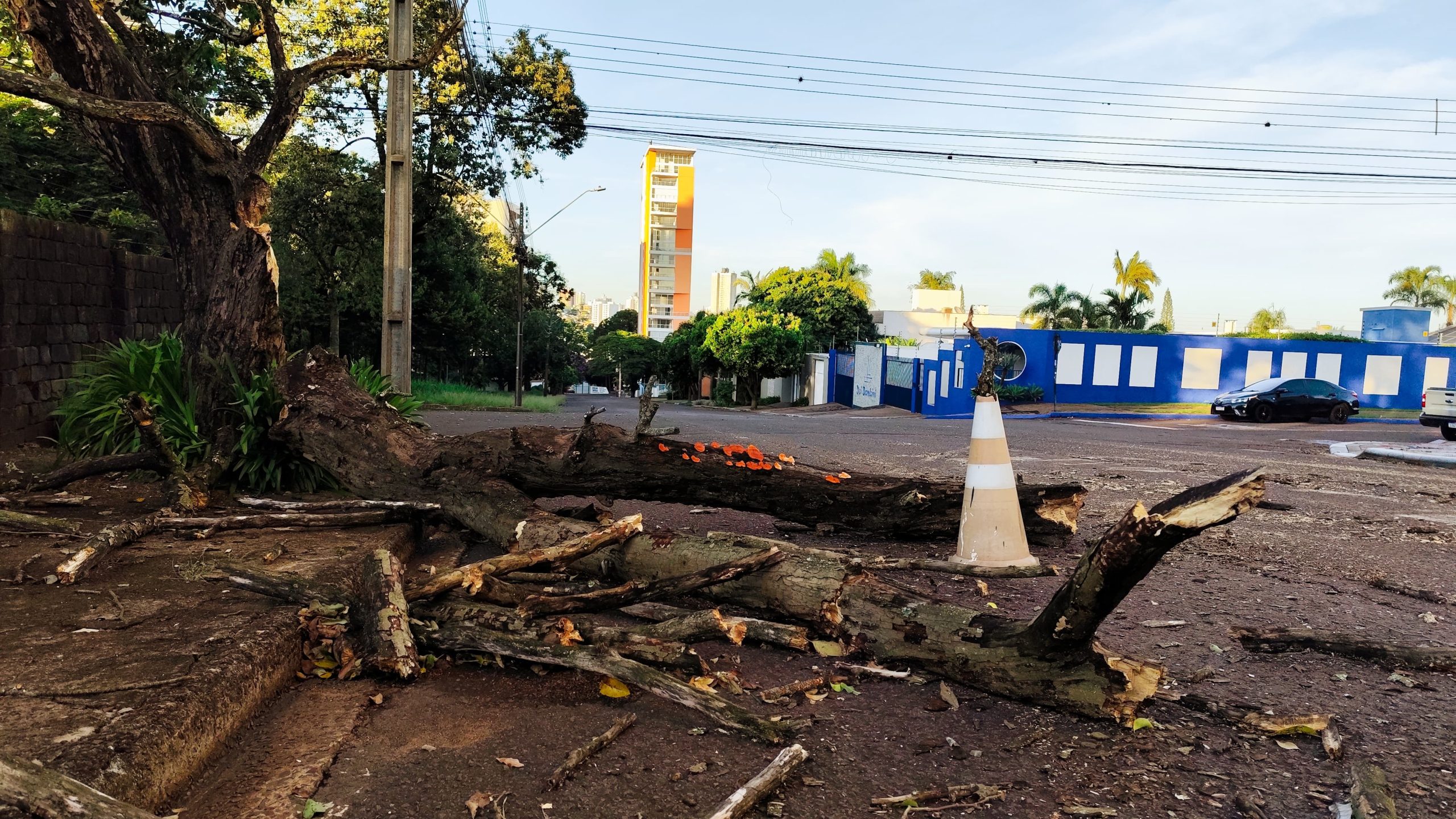 Atenção: galhos bloqueiam parte da rua Goiás, no bairro Country