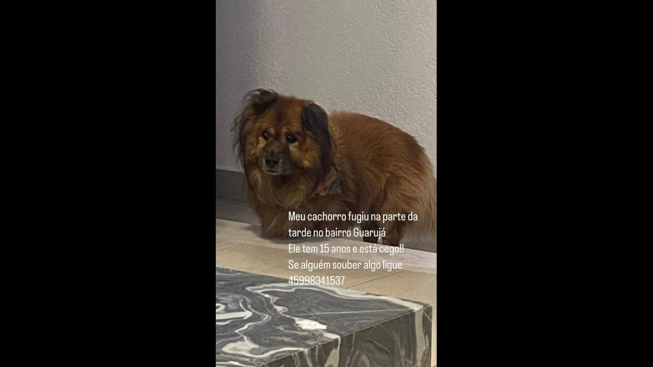 Cachorro Eros desapareceu no bairro Guarujá Cachorro Eros desapareceu no bairro Guarujá
