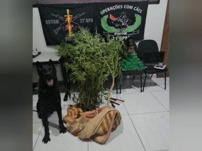 Imagem referente a ‘Árvore’ de maconha é apreendida pela ROTAM após trabalho do cão farejador