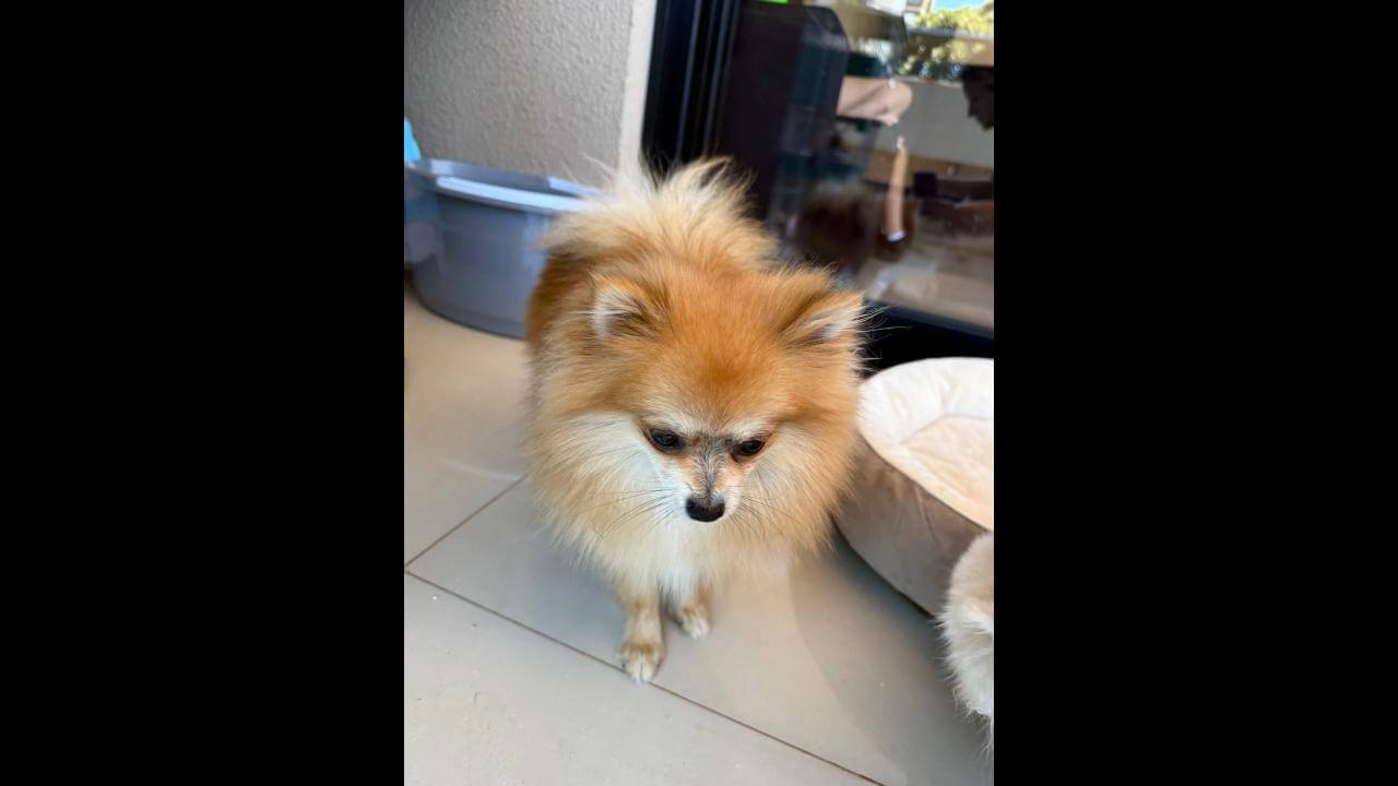 Cachorro desapareceu no bairro Esmeralda Cachorro desapareceu no bairro Esmeralda