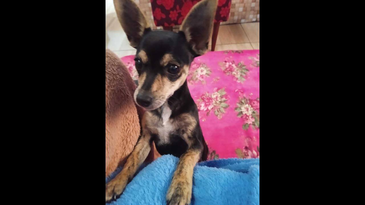 Cachorro Frantchesco desapareceu no bairro Cascavel Velho