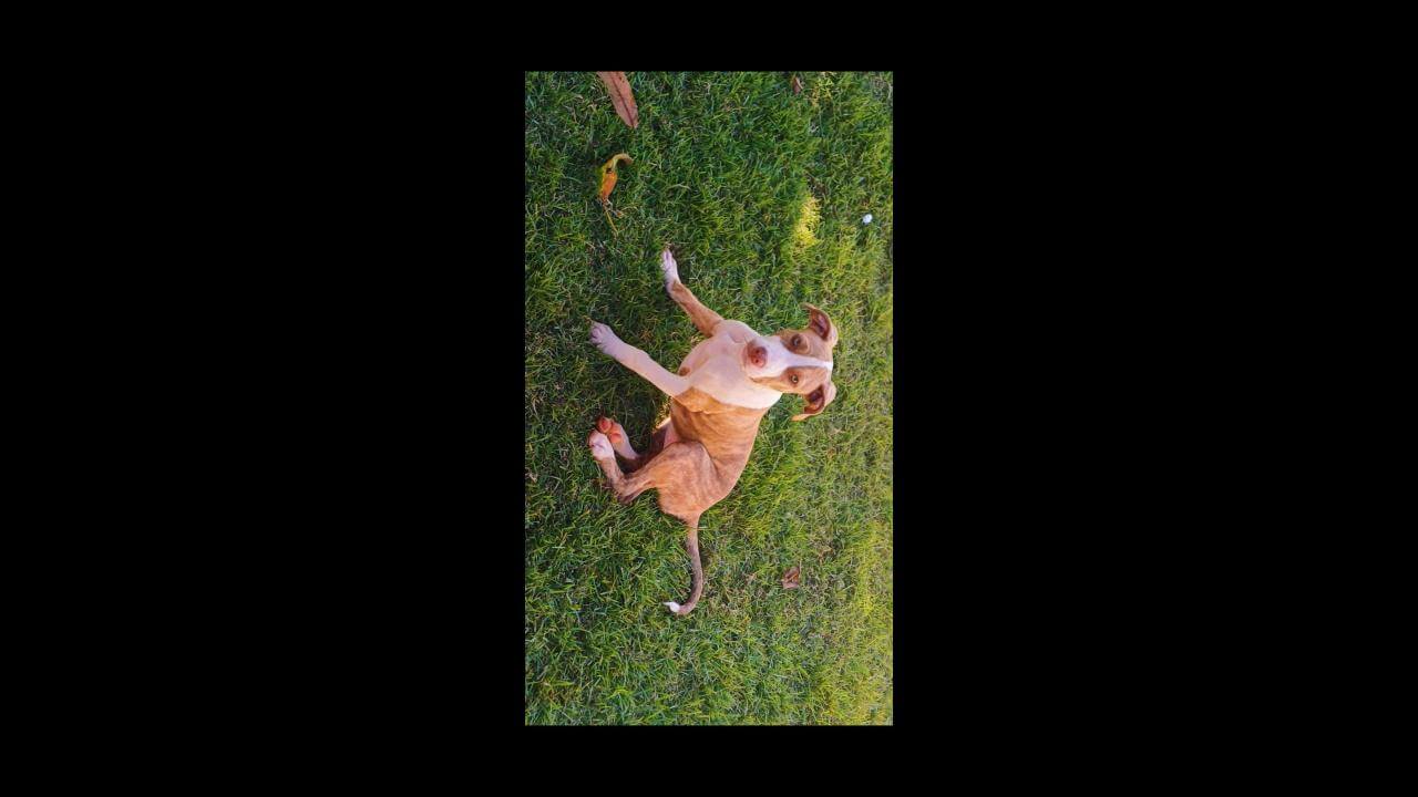 Cachorra Zilla desapareceu no bairro Cascavel Velho
