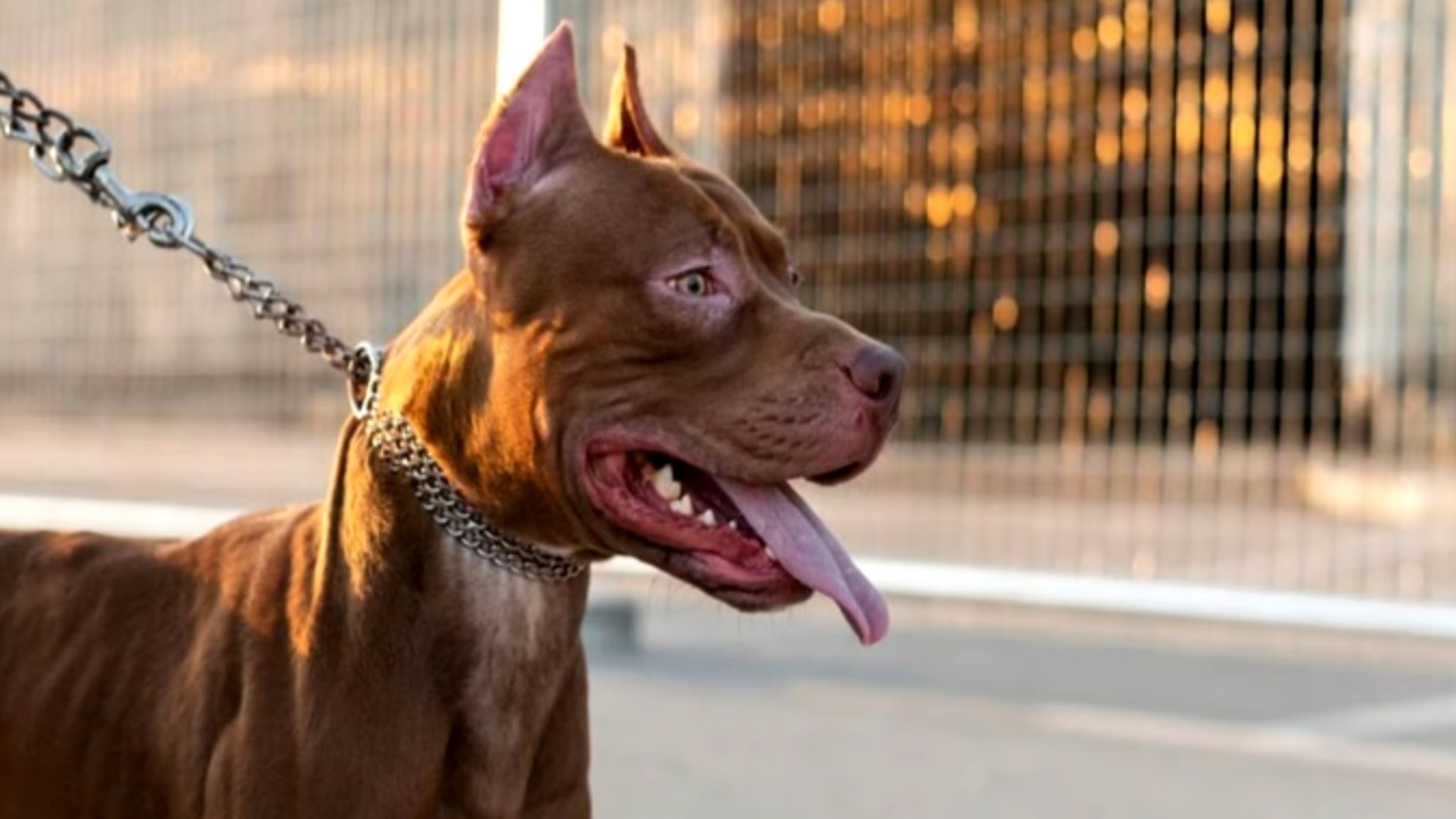 Lei proíbe procriação e entrada de pit-bulls em Minas Gerais Lei proíbe procriação e entrada de pit-bulls em Minas Gerais