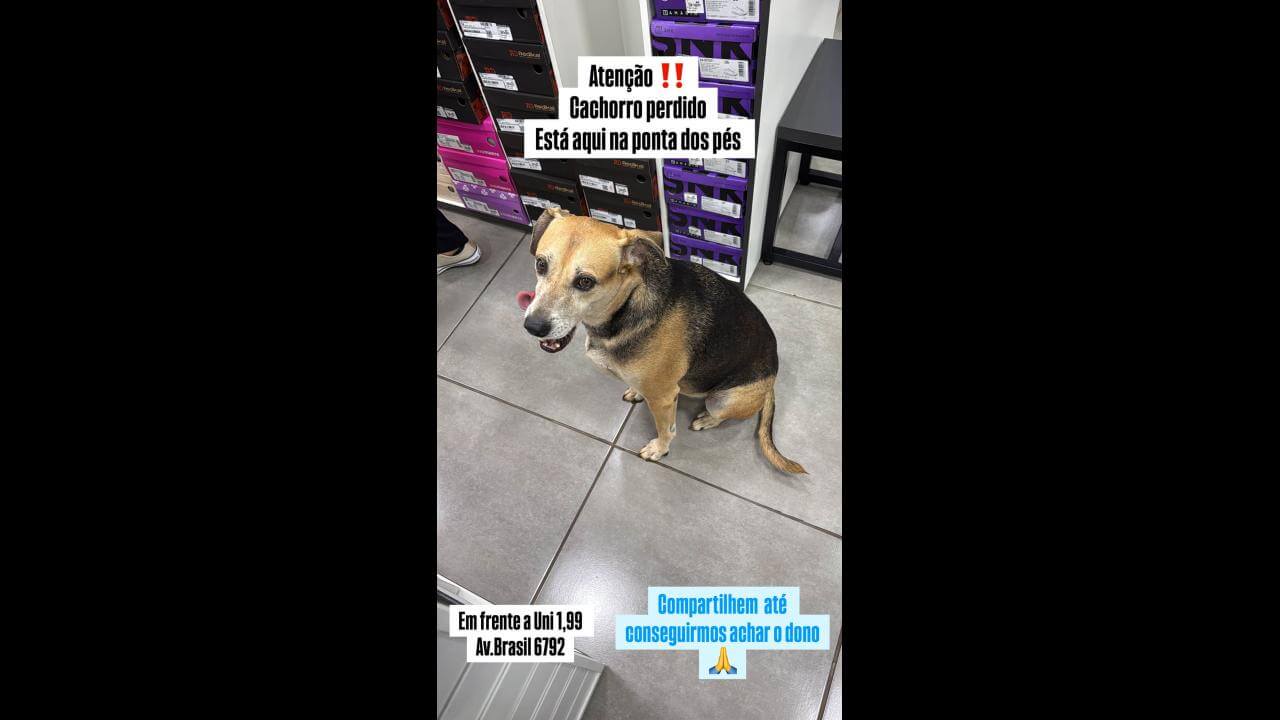 Cachorro é encontrado no bairro Centro