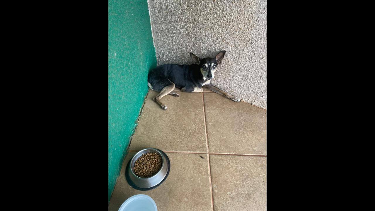 Cachorro é encontrado no bairro Pioneiros Catarinenses