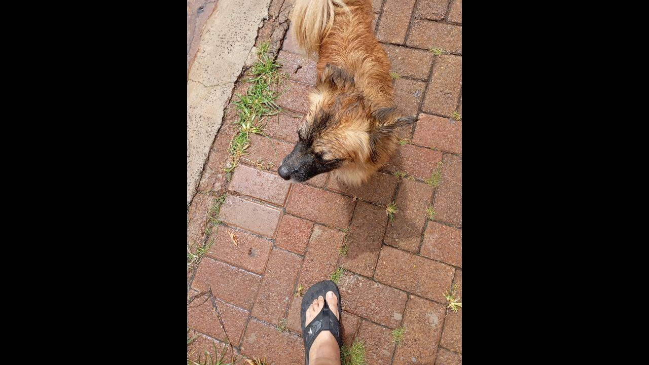Cachorra é encontrada no bairro Cancelli