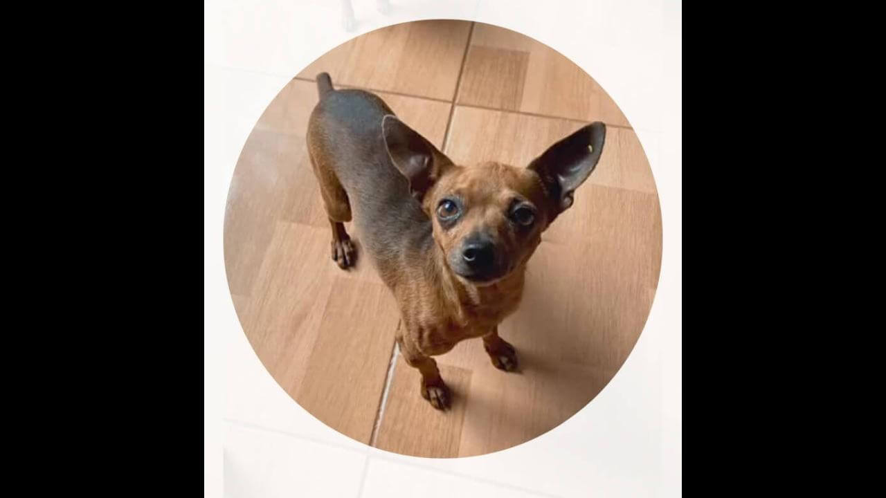 Cachorro Neymar desapareceu no bairro Santa Cruz