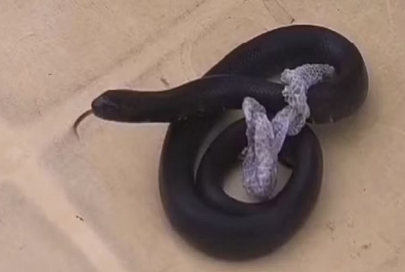 Serpentes avaliadas em R$ 7 mil são encontradas no Aeroporto de Fortaleza
