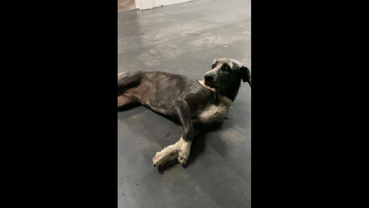 Cachorra é encontrada no bairro Neva