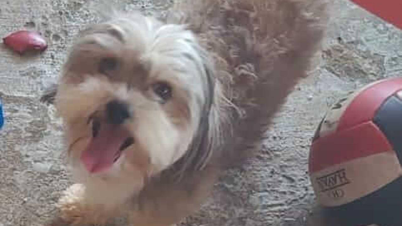 Cachorro Salsicha desapareceu no bairro Interlagos