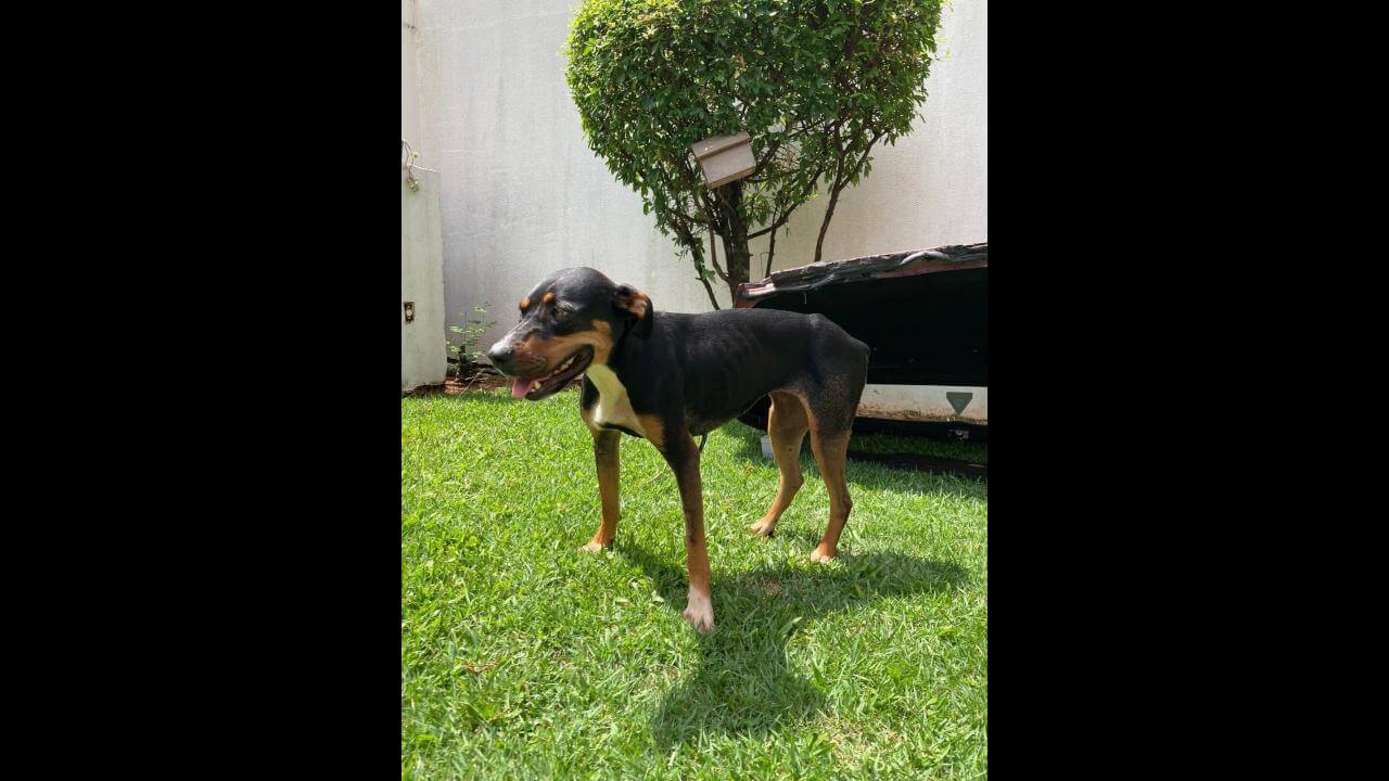 Cachorra é encontrada em Sede Alvorada