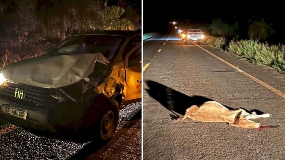 Vaca solta em rodovia é atropelada e morta por motorista em picape Fiat Toro