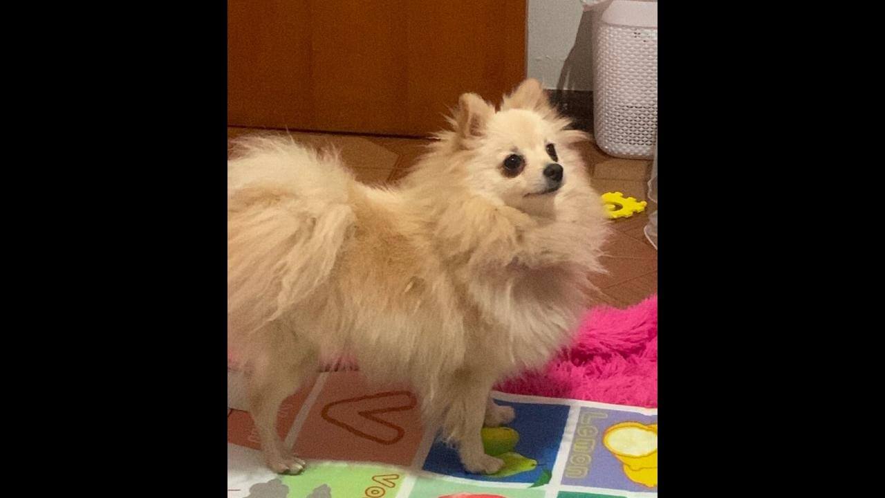 Cachorra Luna desapareceu no bairro Esmeralda Cachorra Luna desapareceu no bairro Esmeralda