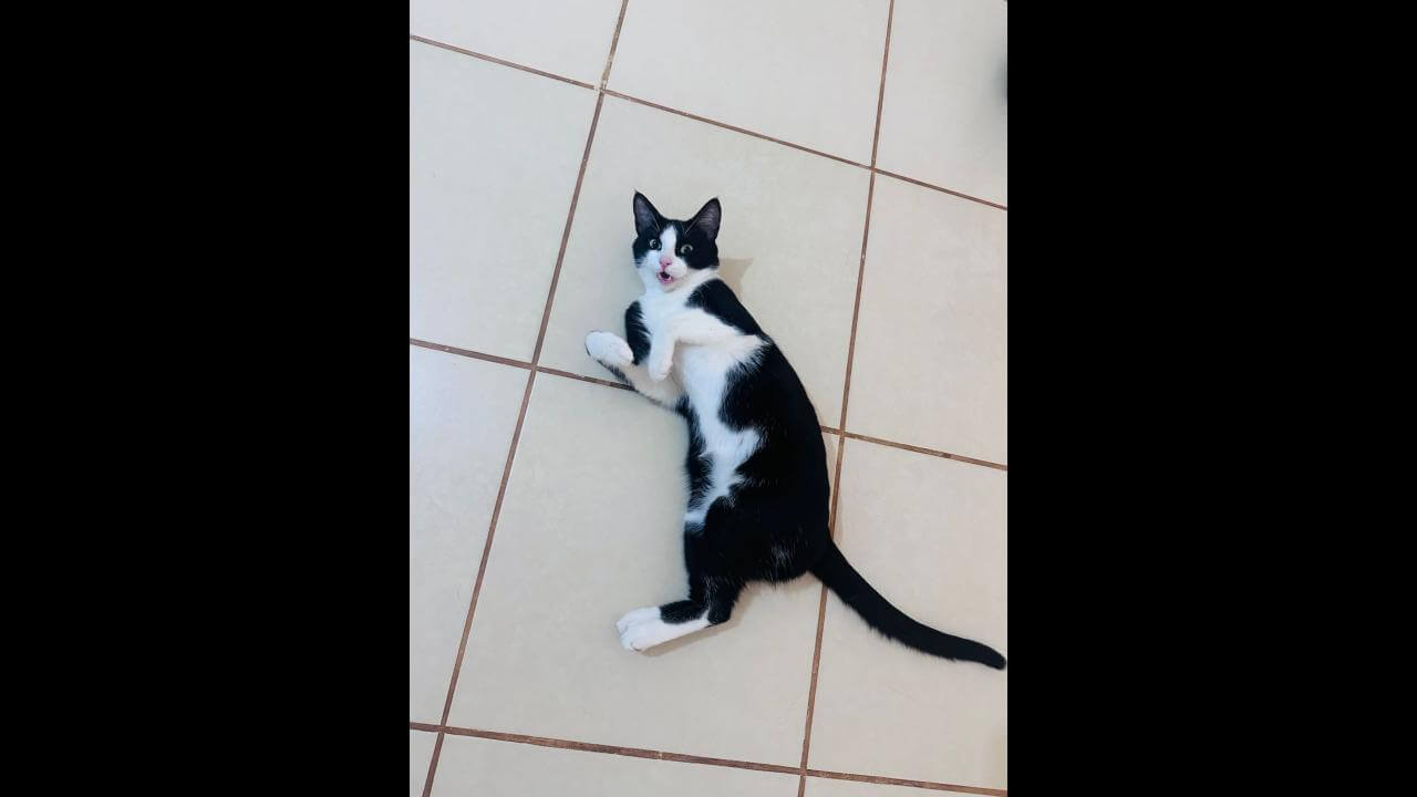 Gato Café desapareceu no bairro Neva Gato Café desapareceu no bairro Neva