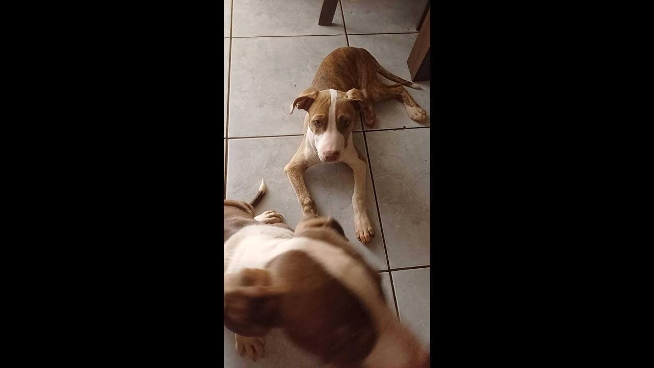 Cachorra Zila desapareceu no bairro Presidente Cachorra Zila desapareceu no bairro Presidente