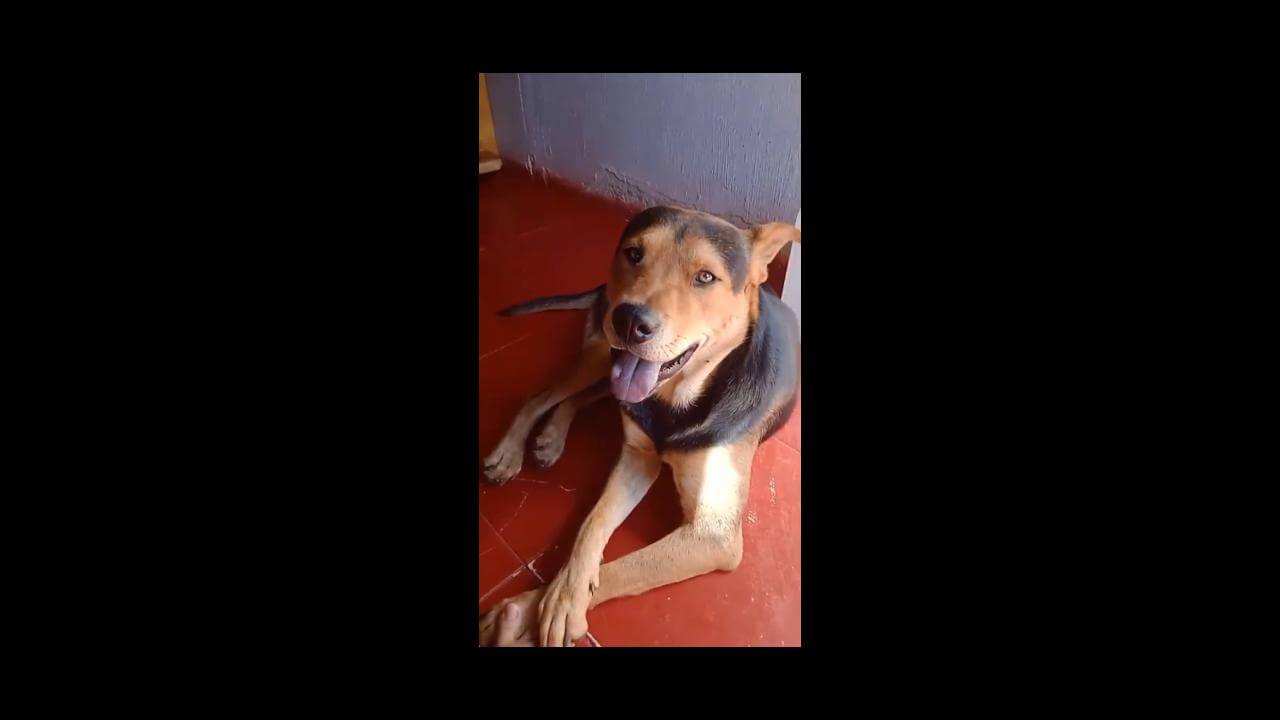 Cachorro Mingal desapareceu no bairro Interlagos