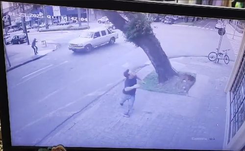 Imagem referente a Queda de árvore: motorista e pedestre escapam por pouco