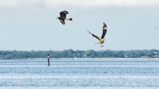 Passarinhar: observação de aves desperta a atenção de turistas na Ilha do Mel