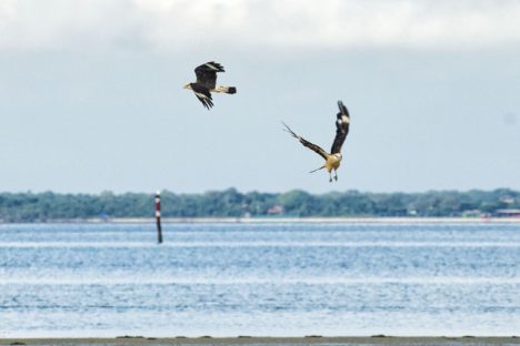 Imagem referente a Passarinhar: observação de aves desperta a atenção de turistas na Ilha do Mel