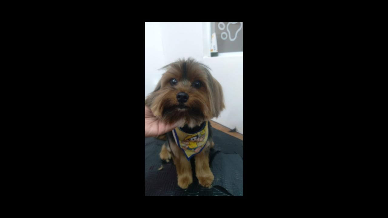 Cachorro Theo desapareceu no bairro Maria Luiza
