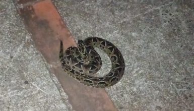 Imagem referente a Moradores de Cascavel acionam bombeiros para resgate de serpente no 14 de Novembro