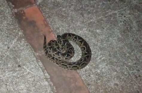 Imagem referente a Moradores de Cascavel acionam bombeiros para resgate de serpente no 14 de Novembro