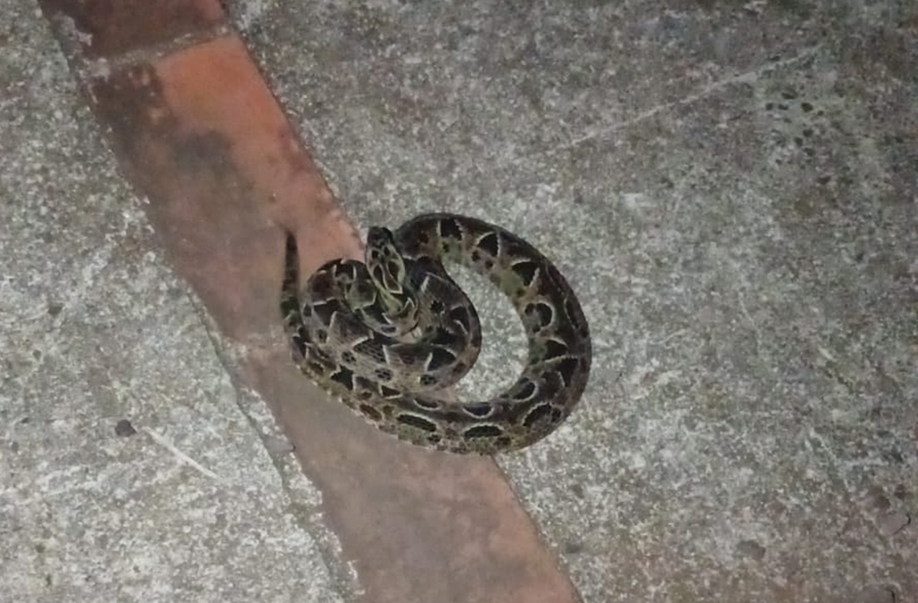 Moradores de Cascavel acionam bombeiros para resgate de serpente no 14 de Novembro